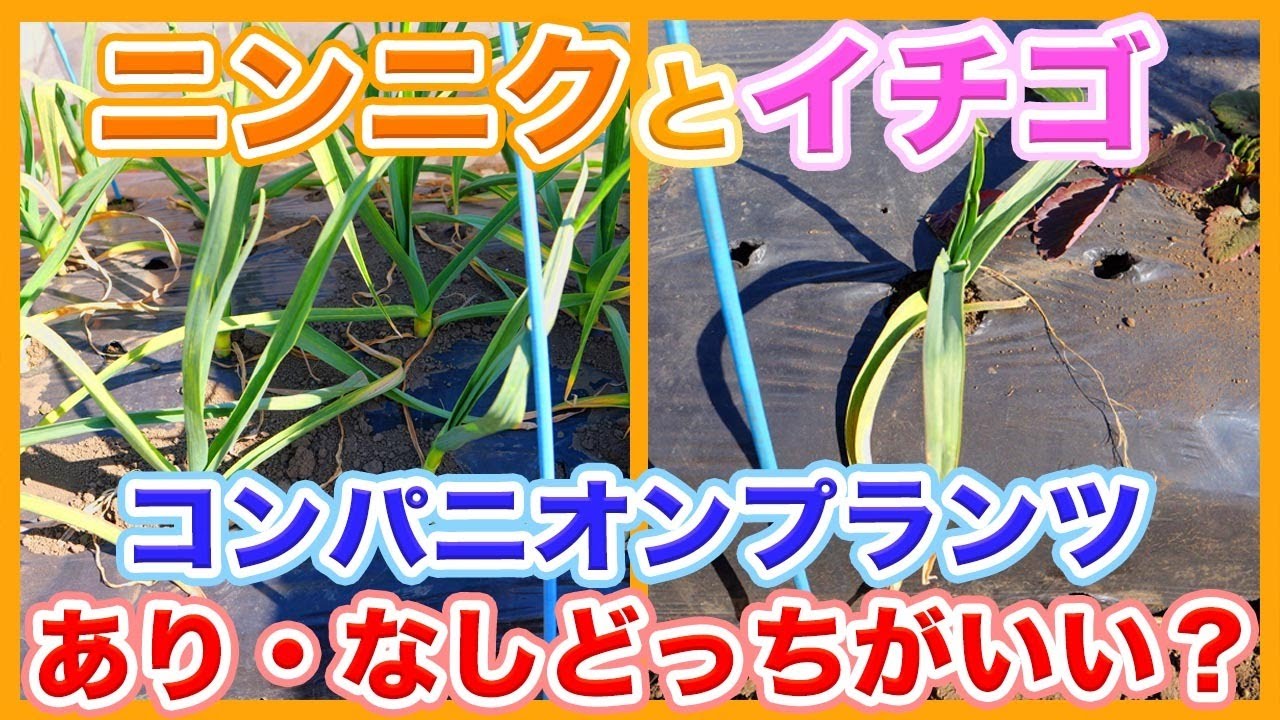 家庭菜園や農園のイチゴ栽培とニンニク栽培は、コンパニオンプランツありなし、どっちがいい？【農家直伝】Tips for mixed planting of strawberries and garlic