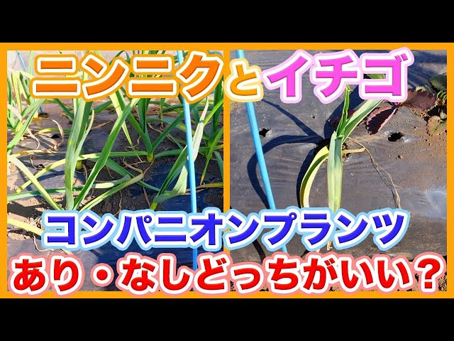 Tips for mixed planting of strawberries and garlic ! - YouTube