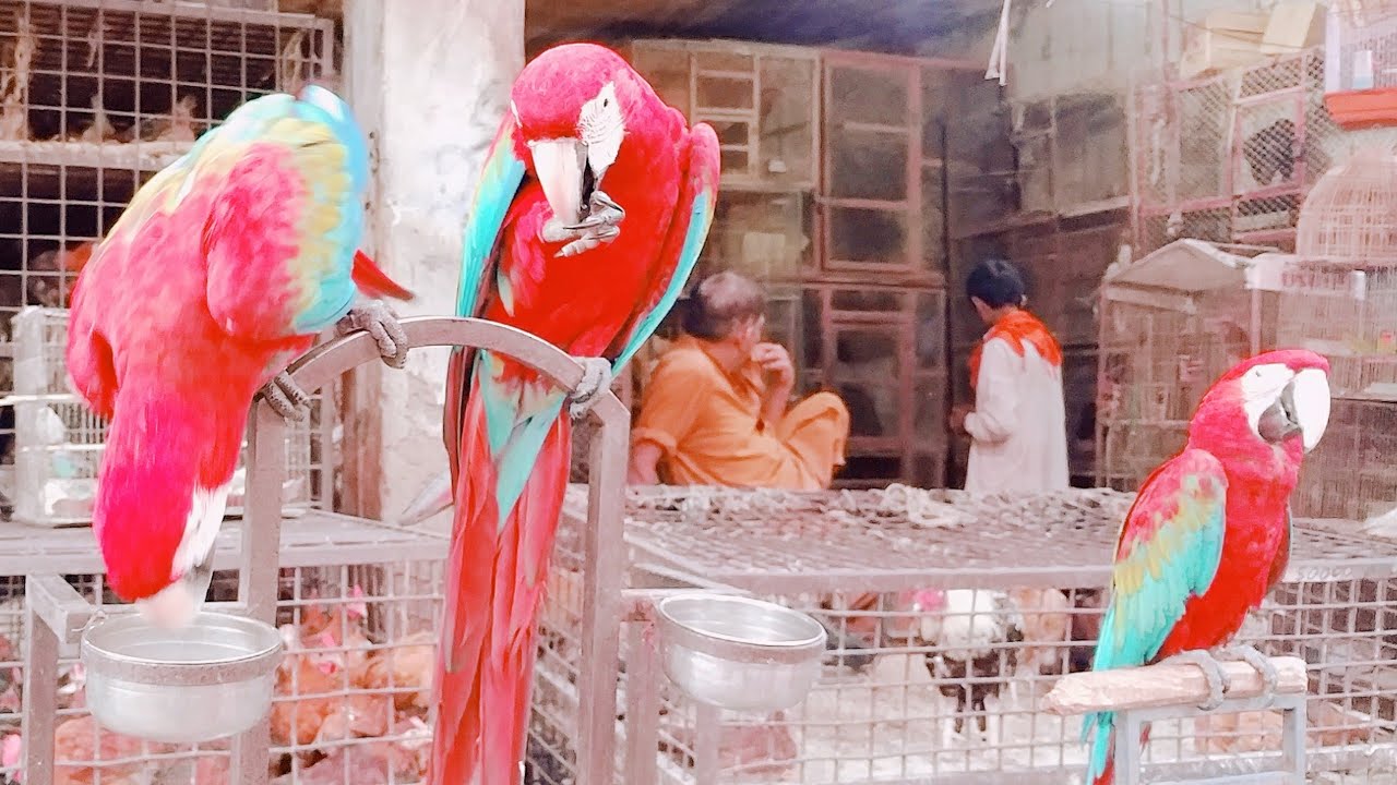 The Best Parrots In The World Macaw Parrot Price In Pakistan