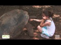 Wild Encounters Aldabra tortoise