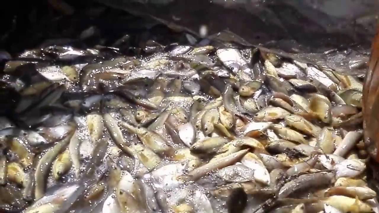 Khmer traditional fishing at rice field | rural area part 2