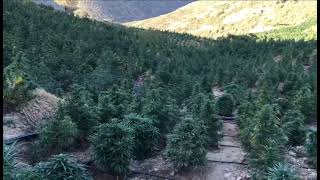 Great 🙌 views 👀 notice anything?.. #field #morocco #frenchycannoli