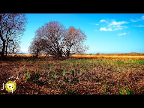 ቪዲዮ: የኖቮሲቢርስክ ክልል ቀይ መጽሐፍ እንስሳት፡ መግለጫ፣ ፎቶ