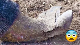 痛苦不堪！毛驴蹄子破烂不堪，一刀切出无底洞，师傅及时救一命【河北小辉姐】