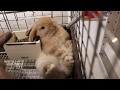 ホーランドロップちゃんのかわいい寝方♪