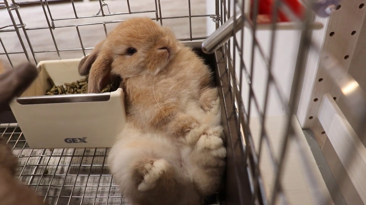 ホーランドロップちゃんのかわいい寝方♪