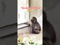 Every Day, Punch Waited by the Door #punch #viralmonkey #babymonkey