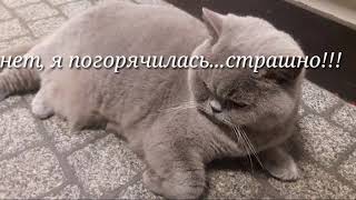 Кошачий триллер. Коты музея Кошки хотят попасть в неизведанный мир. Кошачий триллер. Коты музея Кошки хотят попасть в неизведанный мир.