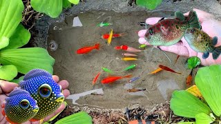 Catch colorful fish, koi fish, goldfish, glowfish, betta fish, gourami fish, catfish, lobsters