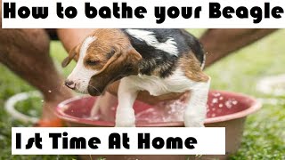 How to bathe your Beagle at HOME | Beagle puppies first bath | Beagle takes his first baTh