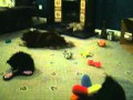 German Spitz (mittel) puppies ~*~ 6 weeks old ~*~ www.flamuna.co.uk の動画、YouTube動画。