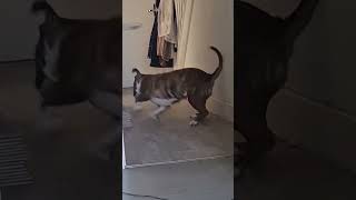 Chasing Shadows 🤷‍♂️🤦‍♂️🤣