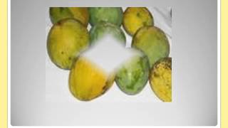 MANGO PRESENTATION IN PPT BY ILO TOPE