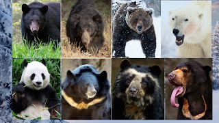 Bear Sounds - All Bear Sounds and Vocalizations