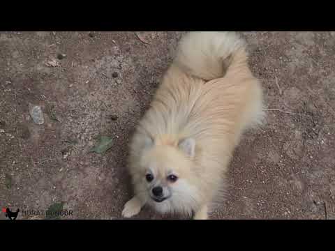 Profesyonel Köpek Eğitimi