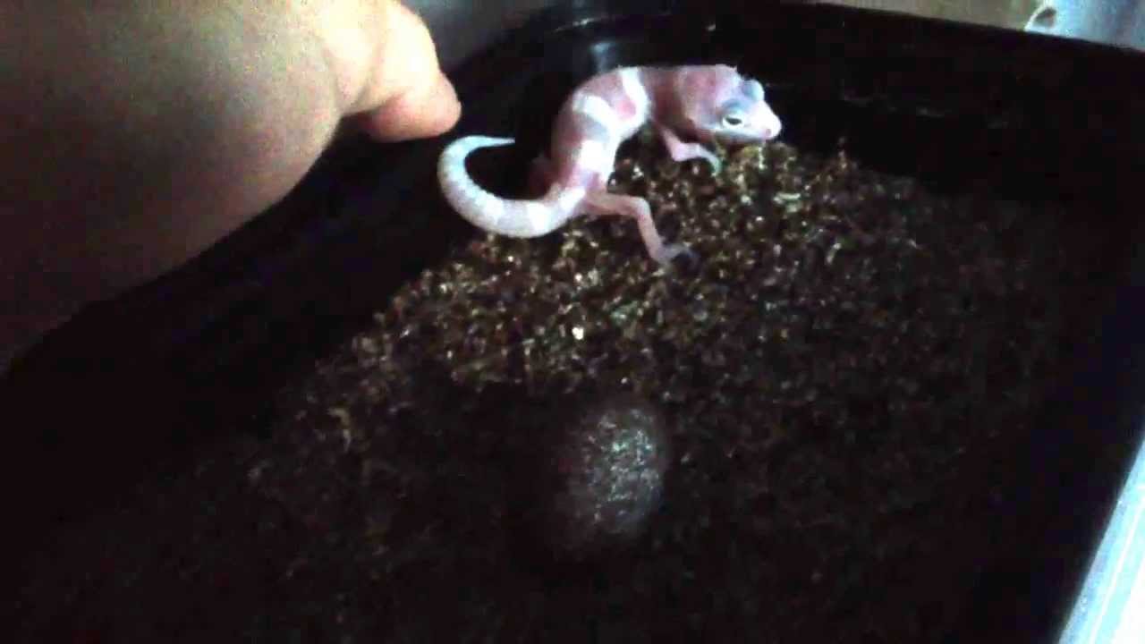 geckos for sale Another Leopard Gecko Hatchling!