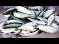 Caught Many Tamban Fishes From Bedok Jetty in Singapore | Fishing by Hook (EP:01) ||