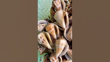 Mẹo luộc ốc nhảy ngon không bị thụt #thaiphuquoc #ocnhay #oc #snail #phuquoc