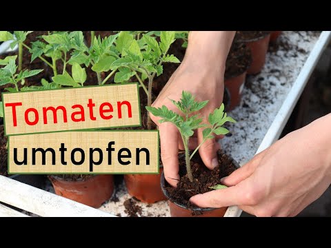 Video: Wann sollten Tomatensetzlinge umgetopft werden?