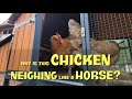 Why is This Chicken Neighing Like a Horse?