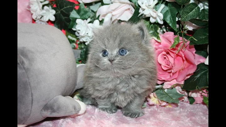 Video 1759631: british longhair blue