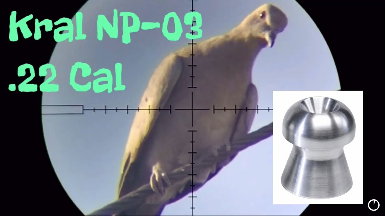 Quick .22 Air Rifle Pest Control Session Effective Budget Setup Kral