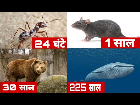 वीडियो: पौधों और जानवरों के जीवन चक्र कैसे समान हैं?