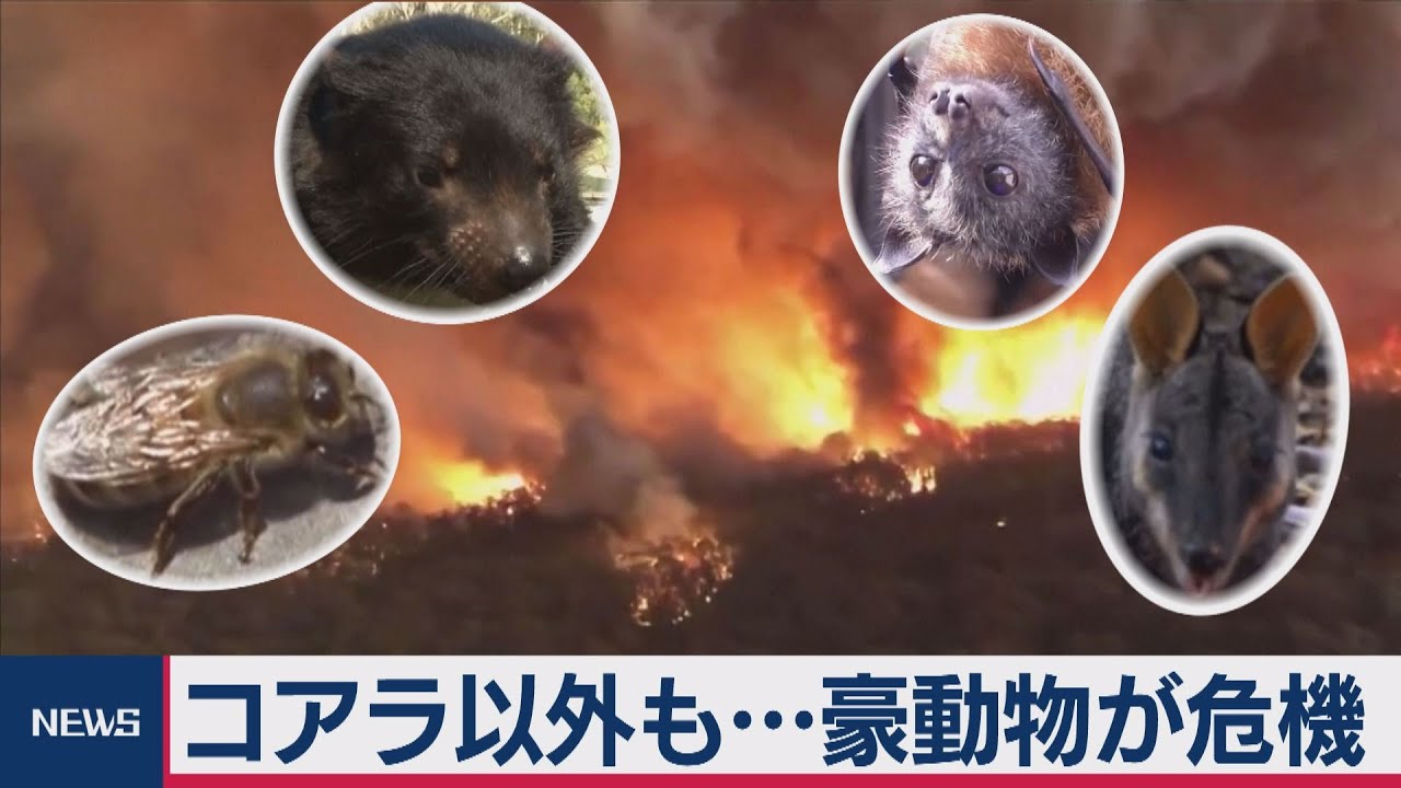 コアラ以外も オーストラリアの希少動物が危機 森林火災で10億匹以上が焼死 Youtube