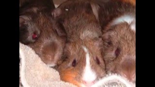 Tribute to my Guinea Pigs