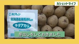 じゃがいも植え付け Youtube