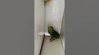Crying Parrot