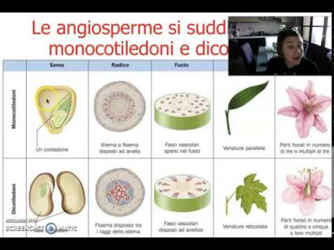 Video: Piante monocotiledoni: origine e caratteristiche della classe
