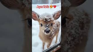 Aşırı Tatlı Ceylan Yavrusu & Very Swety 😍❤️