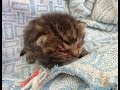 顔を強打され瀕死の状態で路上でうずくまっていた小さい子猫を保護。回復後の見違えるほど美しい猫の姿に感動の嵐!【nekoの部屋】
