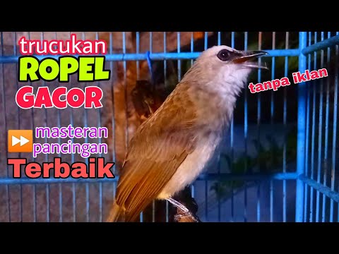 1 jam FULL MASTERAN SPESIAL ROPEL perangsang bunyi burung trucukan