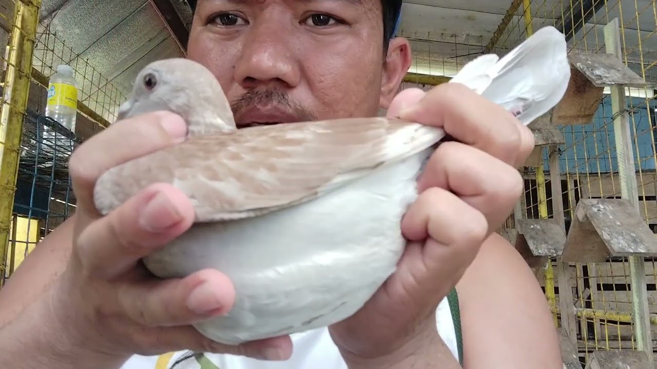 BBC summer warriors🐦🐦