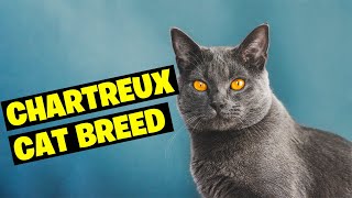 Chartreux Cat Breed 101Discover the French Treasure