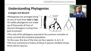 Professor Yoshan Moodley | UniVen | ZOO3649 Evolutionary Genetics | Lecture 25: What is phylogeny?