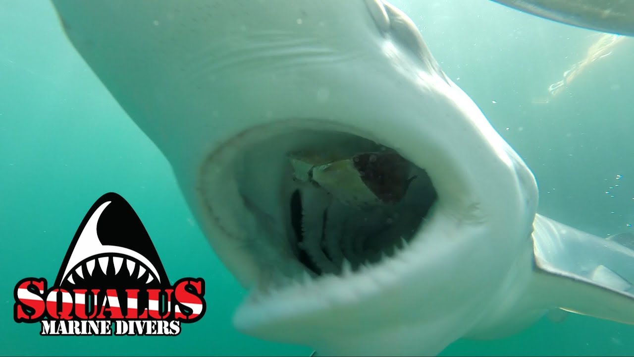 RHODE ISLAND SHARK CAGE DIVING PART II SQUALUS MARINE DIVERS YouTube