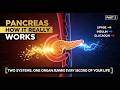 How Your Pancreas Actually Works Inside Your Body | The Two Systems Running Simultaneously | Part 2