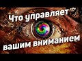 Что управляет вашим вниманием и вашей жизнью