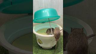 Best Mouse Trap Idea/Good Rat Trap From Plastic Pots #Mousetrap #Rattrap #Mousetrap2022