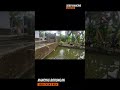 Mancing borong kolam ikan patin