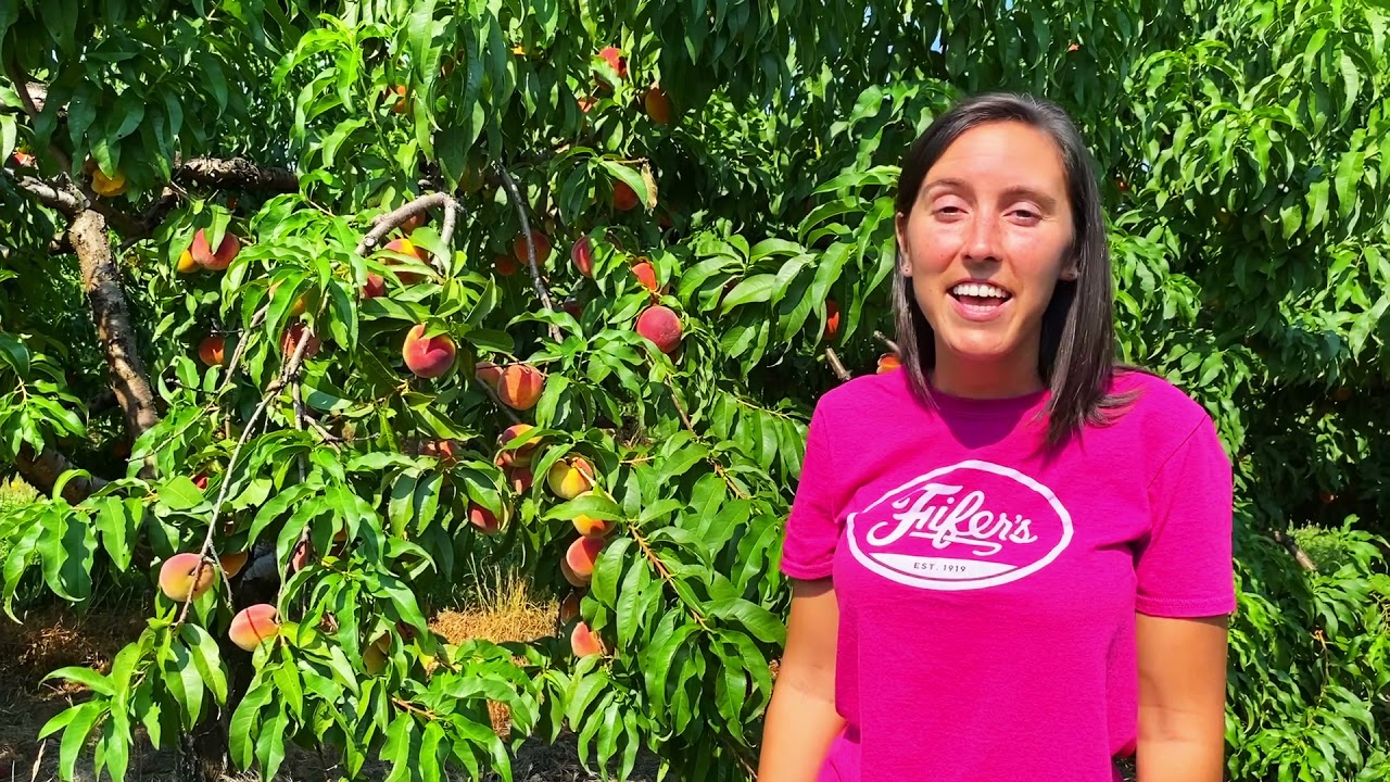 U Pick Peaches 2021