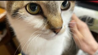 どうやら那須の長楽寺にはに天使がいるようだ。
