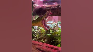 Emerald Tree Boa Adjusts Jaw after a Meal