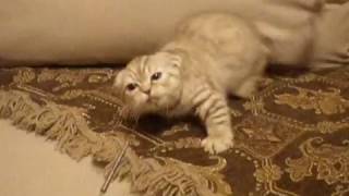 Скоттиш фолд Hnoss(домашнее имя Скоттиш фолд Hnoss(домашнее имя