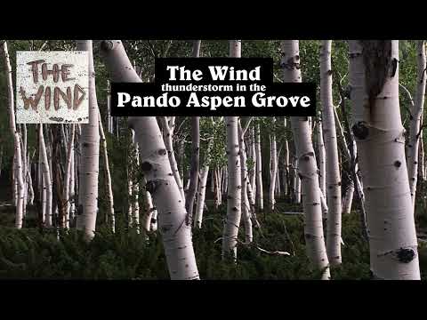 Pando Aspen Grove - Audio of Huge Thunderstorm + Rain / Binaural / Nature Sounds