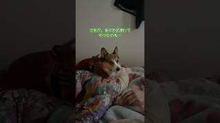 【コーギー】朝はオカンになる犬 #コーギー #corgi #shorts VOICEVOX:ちび式じい、あんこもん、青山龍星