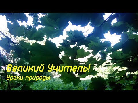 Чему можно научиться у природы? Какие уроки она нам даёт?